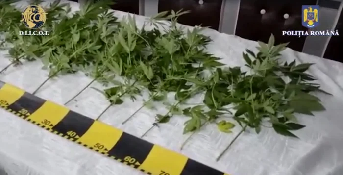 Planetele de cannabis erau cultivate în ghivece Foto: Captură DIICOT