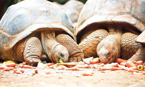 1 65838 original jpg jpeg