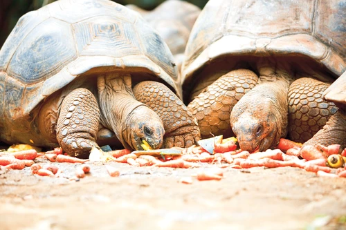 1 65838 original jpg jpeg