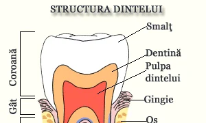 Câţi dinţi are un om: cum este structurat un dinte jpeg