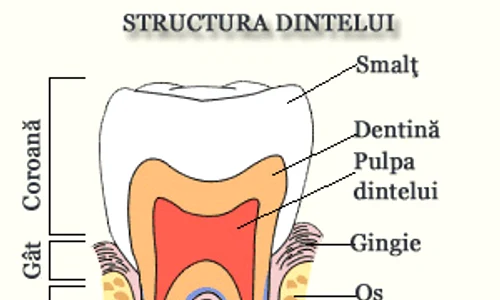 Câţi dinţi are un om: cum este structurat un dinte jpeg