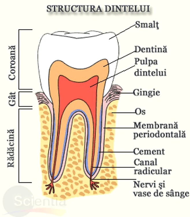 Câţi dinţi are un om: cum este structurat un dinte