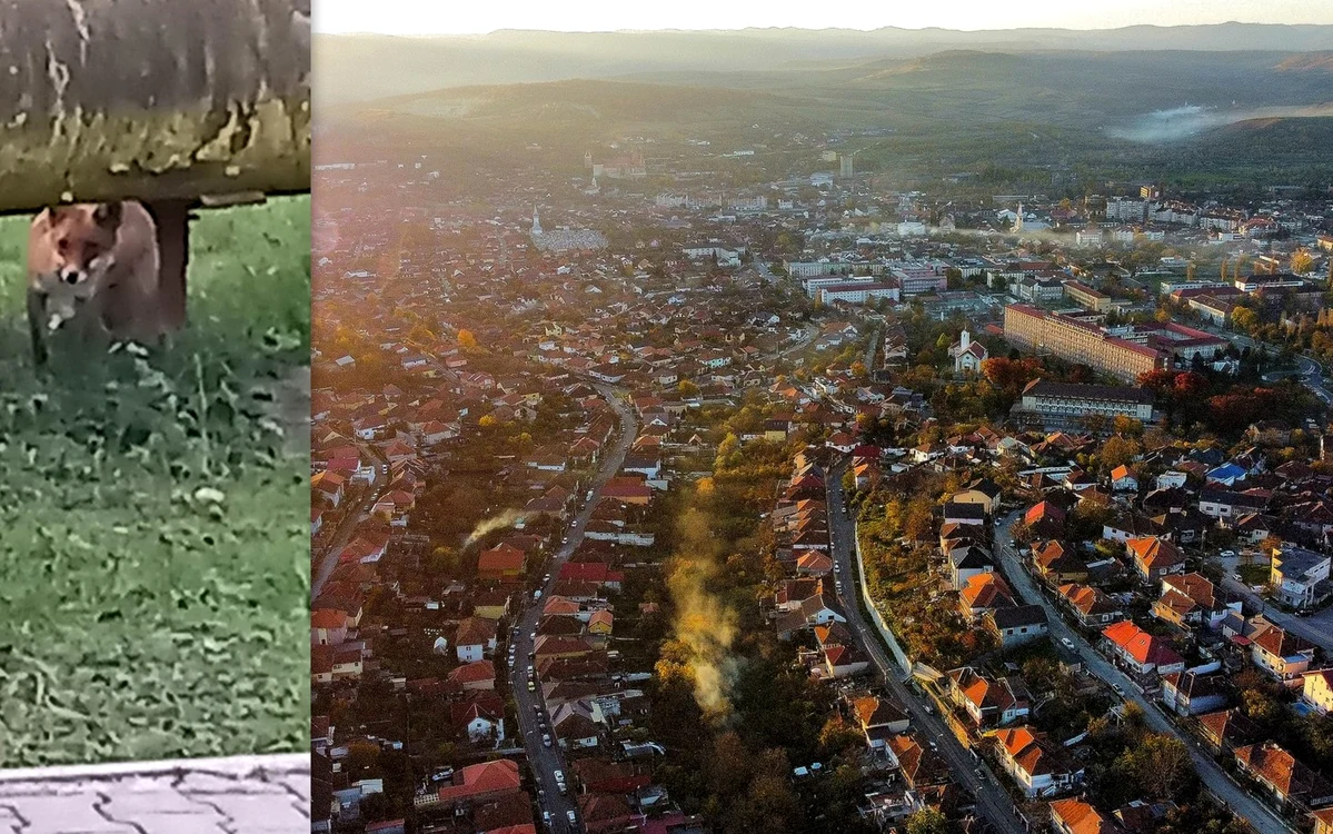 Vulpe zărită în Hunedoara. ADEVĂRUL