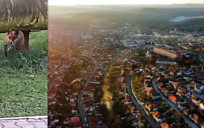 Vulpe zărită în Hunedoara. ADEVĂRUL