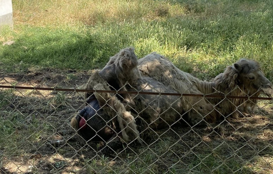 O cămilă aflată în „agonie” stârnește indignare, la Grădina Zoologică din Bârlad. Un ONG a sesizat autoritățile