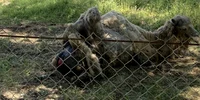 camila zoo barlat foto facebook png
