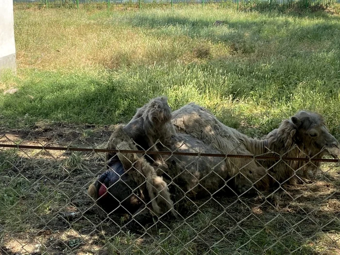 Cămila de la Grădina Zoo din Bârlad/FOTO: Facebook
