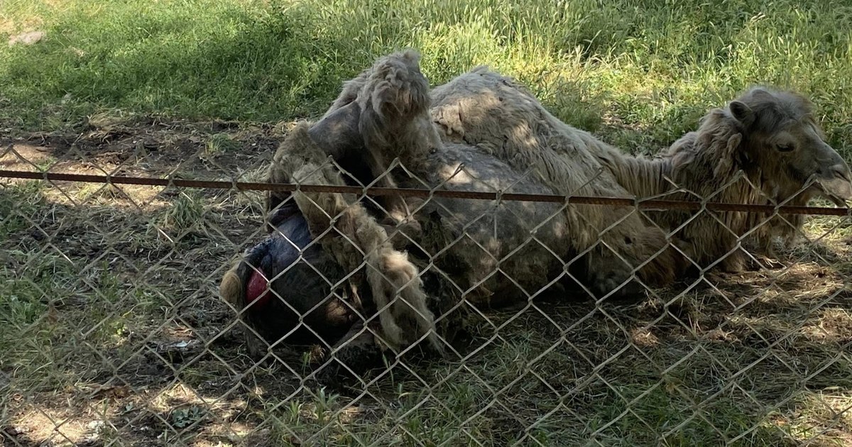 Indignație la Grădina Zoologică din Bârlad după starea critică a unei cămile, sesizată de un ONG