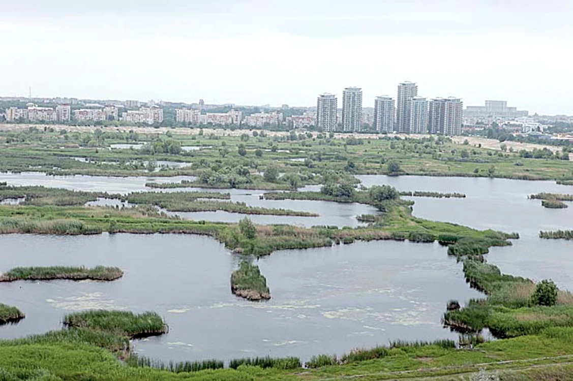 În ”Delta Bucureștiului” trăiesc peste 100 de specii de păsări, mamifere și reptile
