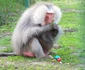 4 gradina zoologica oradea 3 jpg jpeg