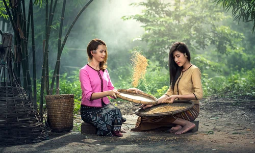 sasint rice 1807547 jpg
