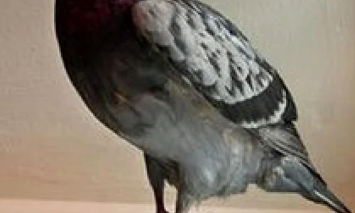 Porumbelul care a salvat patru vieți în timpul celui de al doilea război mondial jpeg