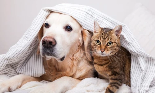 1 shutterstock 1544993138 jpg jpeg