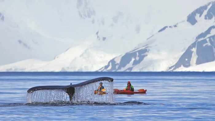 Coadă de balenă, la suprafață, în apele din Antarctica, aproape de două ambarcațiuni mici, umane