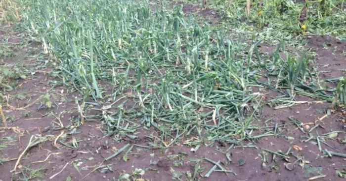 Grindina a distrus grădiinile şi terenurile agricole în comuna doljeană Galicea Mare