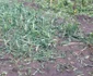 Grindina a distrus grădiinile şi terenurile agricole în comuna doljeană Galicea Mare