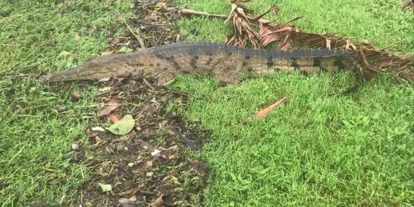 Crocodil pe sstrazile orasului australian Townsville FOTO @JoshBavas