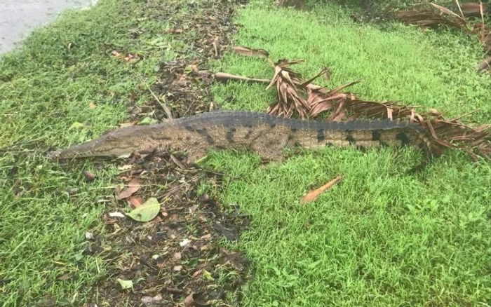 Crocodil pe străzile oraşului australian Townsville FOTO Twitter @JoshBavas