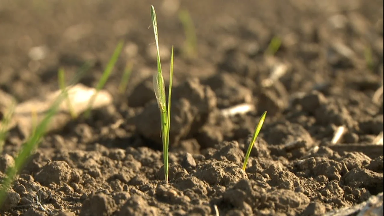 Agricultorii se plâng că recolta de grâu suferă din cauza secetei