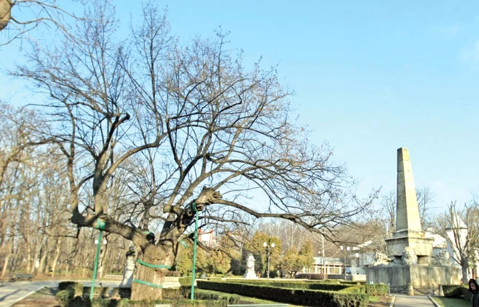 Mihai Eminescu Tei Parcul Copou FOTO Adevărul