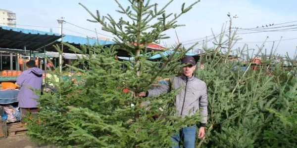 Pentru un brad natural trebuie să scoateţi din buzunar între 50 şi 100 de lei