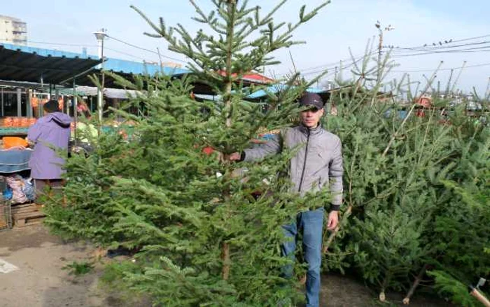 Pentru un brad natural trebuie să scoateţi din buzunar între 50 şi 100 de lei