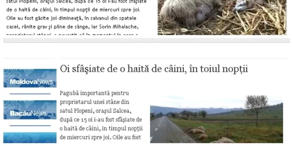 Plagiat. FOTO danut zuzeac