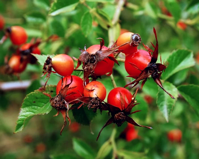 Preparatele farmaceutice din măceşe sunt recomandate în prevenirea şi tratarea virozelor şi gripelor.www.clicksanatate.ro