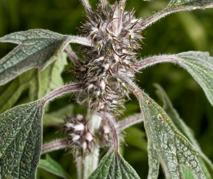 Talpa gâştei Foto Arhivă Click!