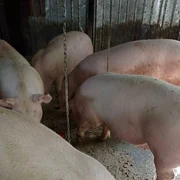 porci visina, olt2025 0 foto FB grup vanzari porci jpg