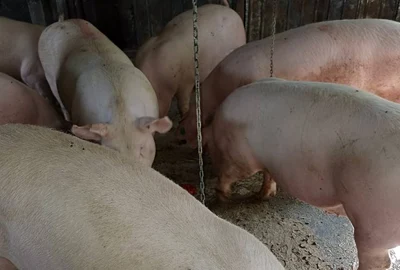 porci visina, olt2025 0 foto FB grup vanzari porci jpg