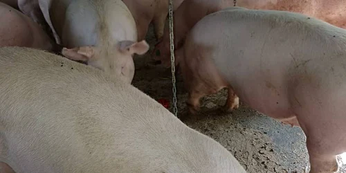 porci visina, olt2025 0 foto FB grup vanzari porci jpg