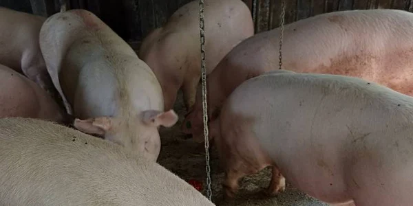 porci visina, olt2025 0 foto FB grup vanzari porci jpg