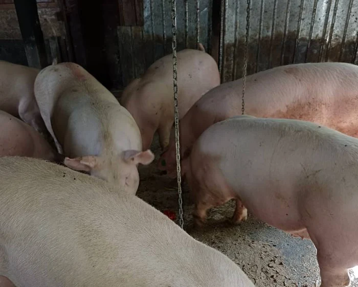 Cumpărătorii nu mai au bani pentru porcii crescuți în gospodărie FOTO: Facebook