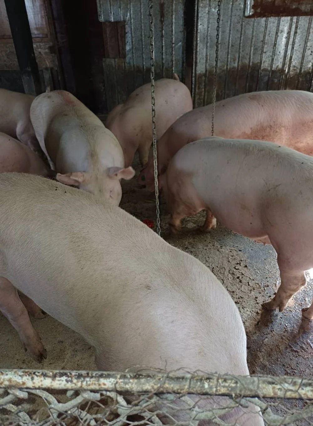 „Marfă de casă. Primim avans pentru masa de Crăciun”. Țăranii se plâng că vând porcul „de țară” pe pierdere