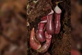 nephentes pudica jpg