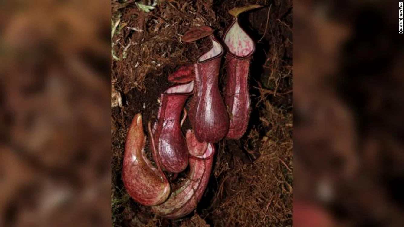 nephentes pudica jpg