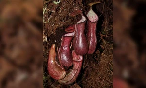 nephentes pudica jpg