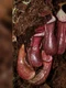 nephentes pudica jpg