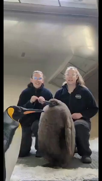 Pesto, puiul de pinguin, vedetă pe Tik-Tok. Cântărește cât ambii săi părinți și a cucerit două miliarde de persoane din întreaga lume