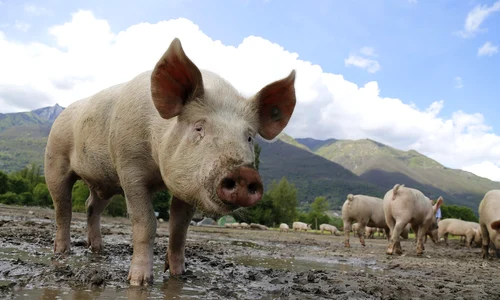 pig 752557 1280 jpg