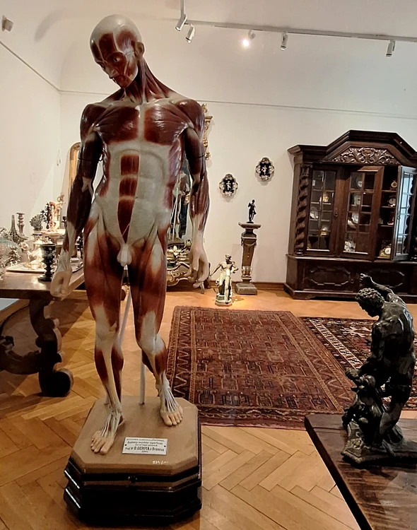 Ecorșeul lui Brâncuși FOTO Muzeul de Artă din Timișoara