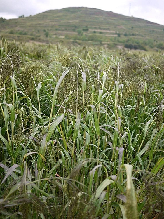 Câmp de mei în Mongolia Interioară, locul în care această plantă a fost cultivată pentru prima dată