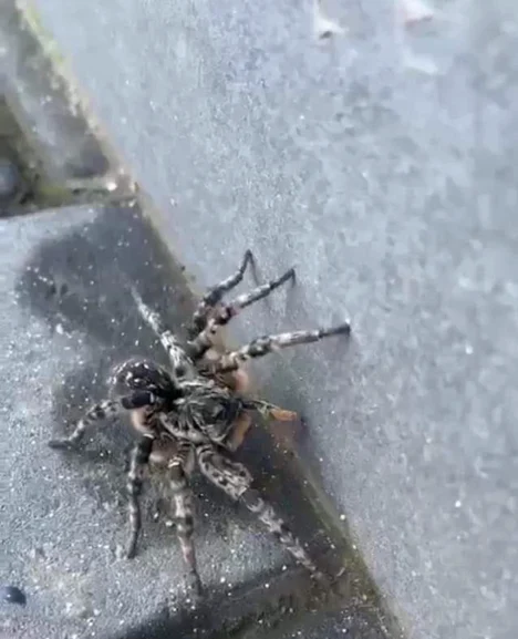 Tarantula a fost observată de localnici FOTO: Fundația Visul Luanei
