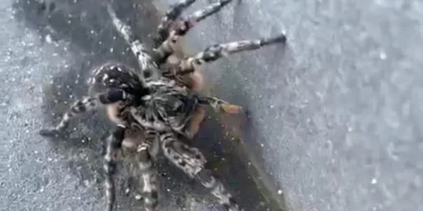 tarantula jpg