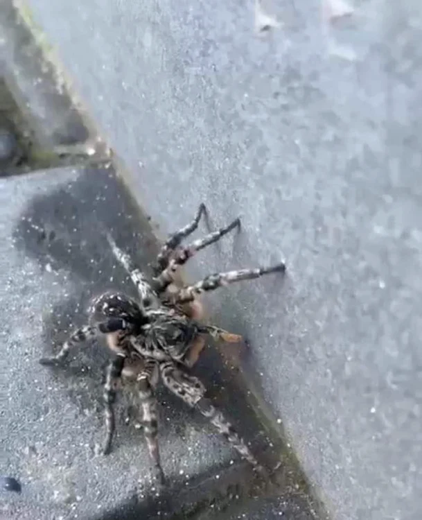 Tarantula a fost observată de localnici FOTO: Fundația Visul Luanei