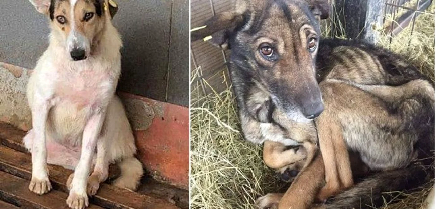 Câine râios şi câine înfometat la Adăpostul Public de la Feţeni - Râmnicu Vâlcea Foto colaj - credit Costi Ţiţirigă - Herzenhunde