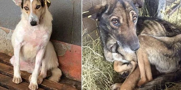 Câine râios şi câine înfometat la Adăpostul Public de la Feţeni - Râmnicu Vâlcea Foto colaj - credit Costi Ţiţirigă - Herzenhunde