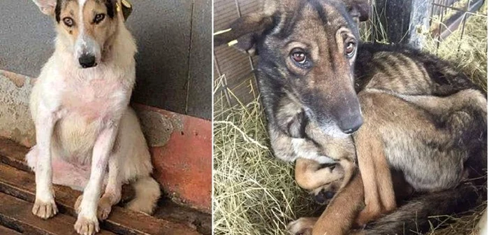 Câine râios şi câine înfometat la Adăpostul Public de la Feţeni - Râmnicu Vâlcea Foto colaj - credit Costi Ţiţirigă - Herzenhunde