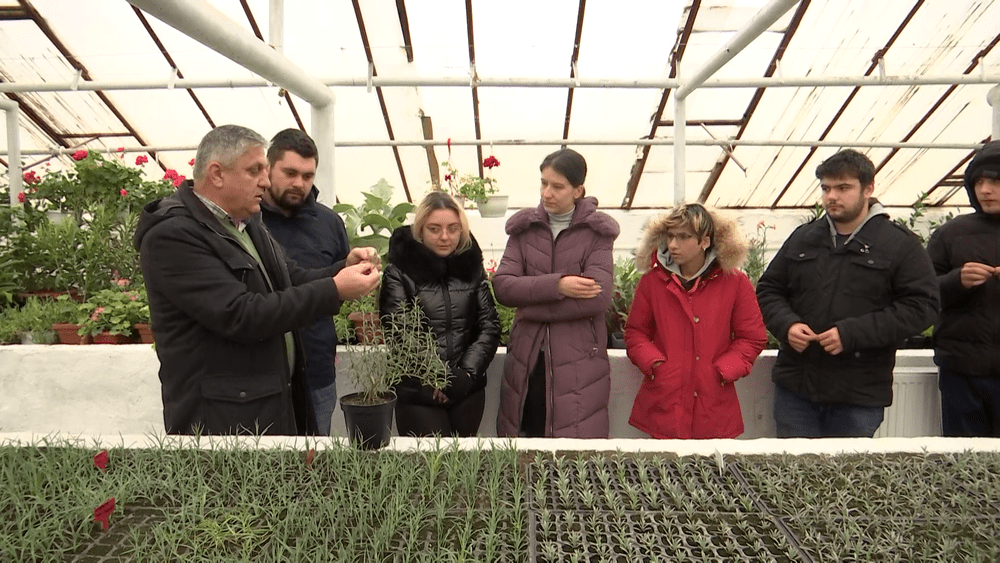 De ce mureau pe capete primii europeni care au mâncat tomate. Secole de-a rândul au fost numite „mere otrăvite” 